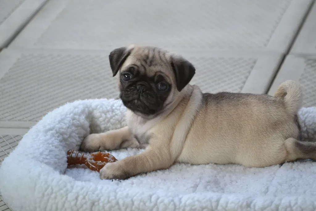 7. You'll Stand Against Puppy Mills (DaPuglet, Flickr, CC BY-SA 2.0)