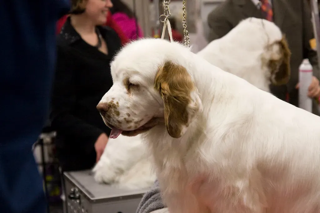 Clumber Spaniel (audrey_sel, Flickr, CC BY-SA 2.0)