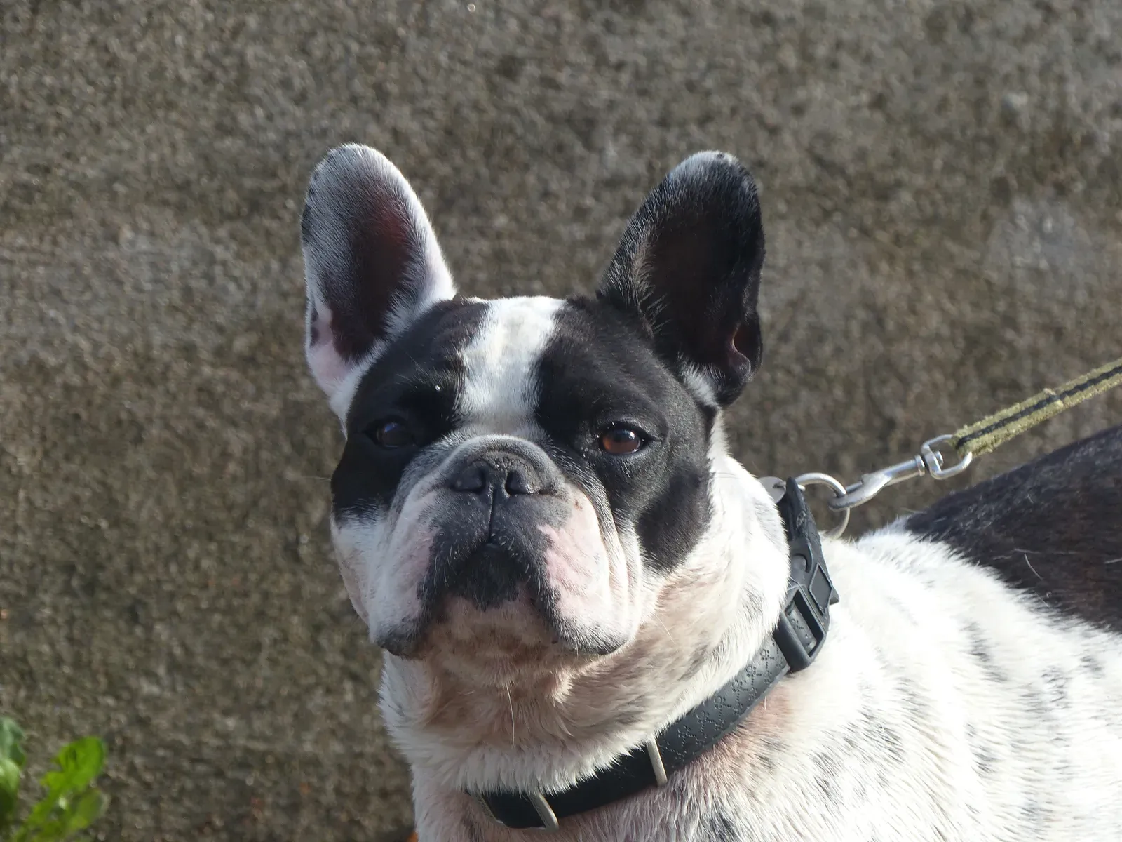 2. French Bulldog: Cute but Costly (Image Credits: Wikimedia)