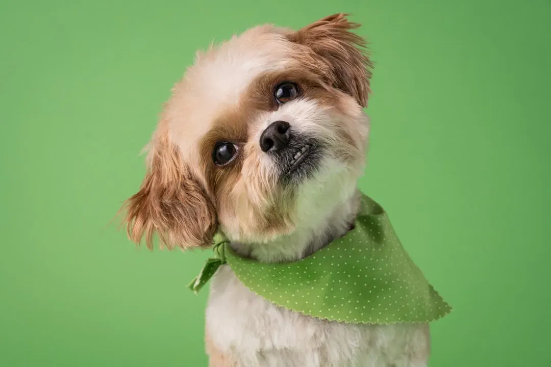 When a Head Tilt Becomes a Health Concern (Image Credits: Unsplash)