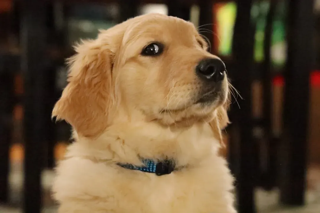 Scorpio: Why Super-Sensitive Golden Retrievers Can Get Emotionally Flooded (Image Credits: Unsplash)