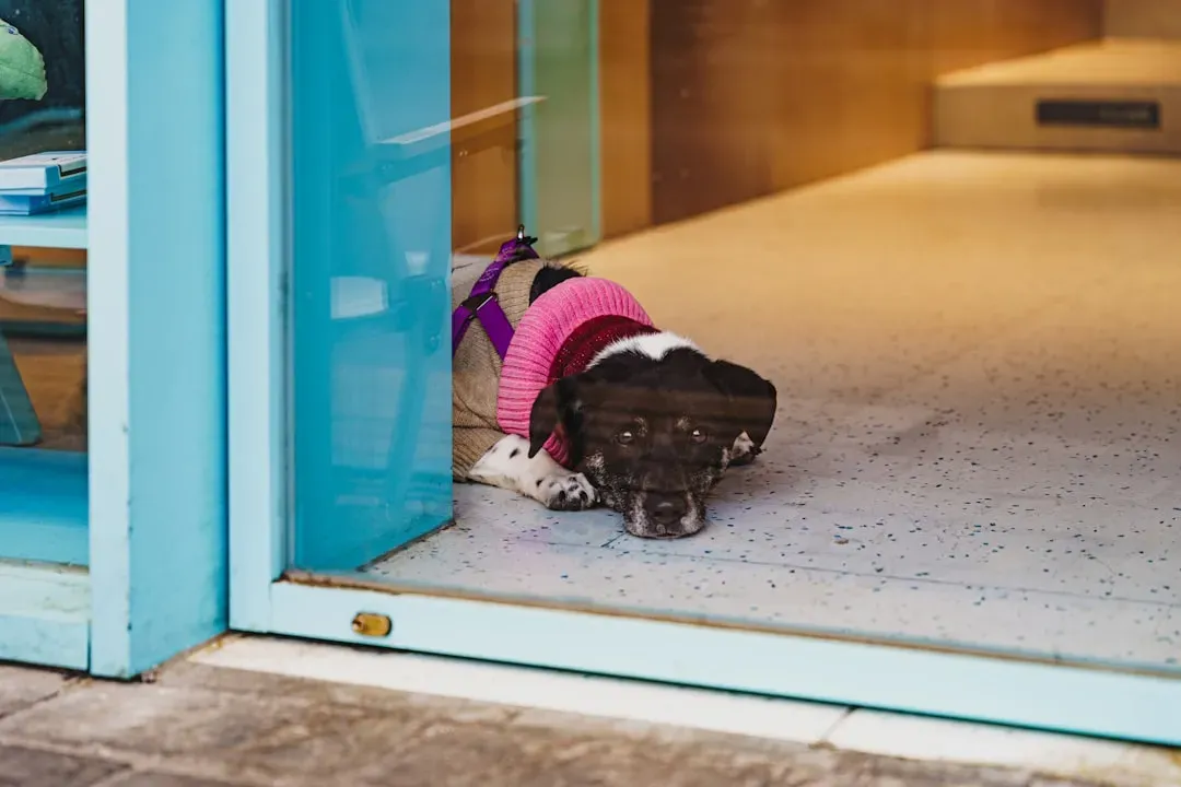 How to Respond: Let Them Sniff, Then Set the Tone (Image Credits: Unsplash)
