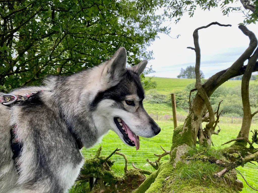 8. Siberian Husky: Escape Artists Extraordinaire (Image Credits: Flickr)