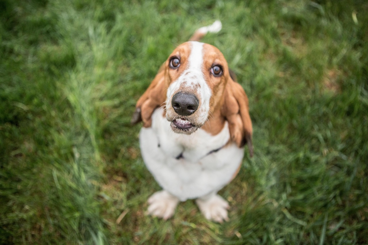 Taurus: The Contented Basset Hound (Image Credits: Pixabay)