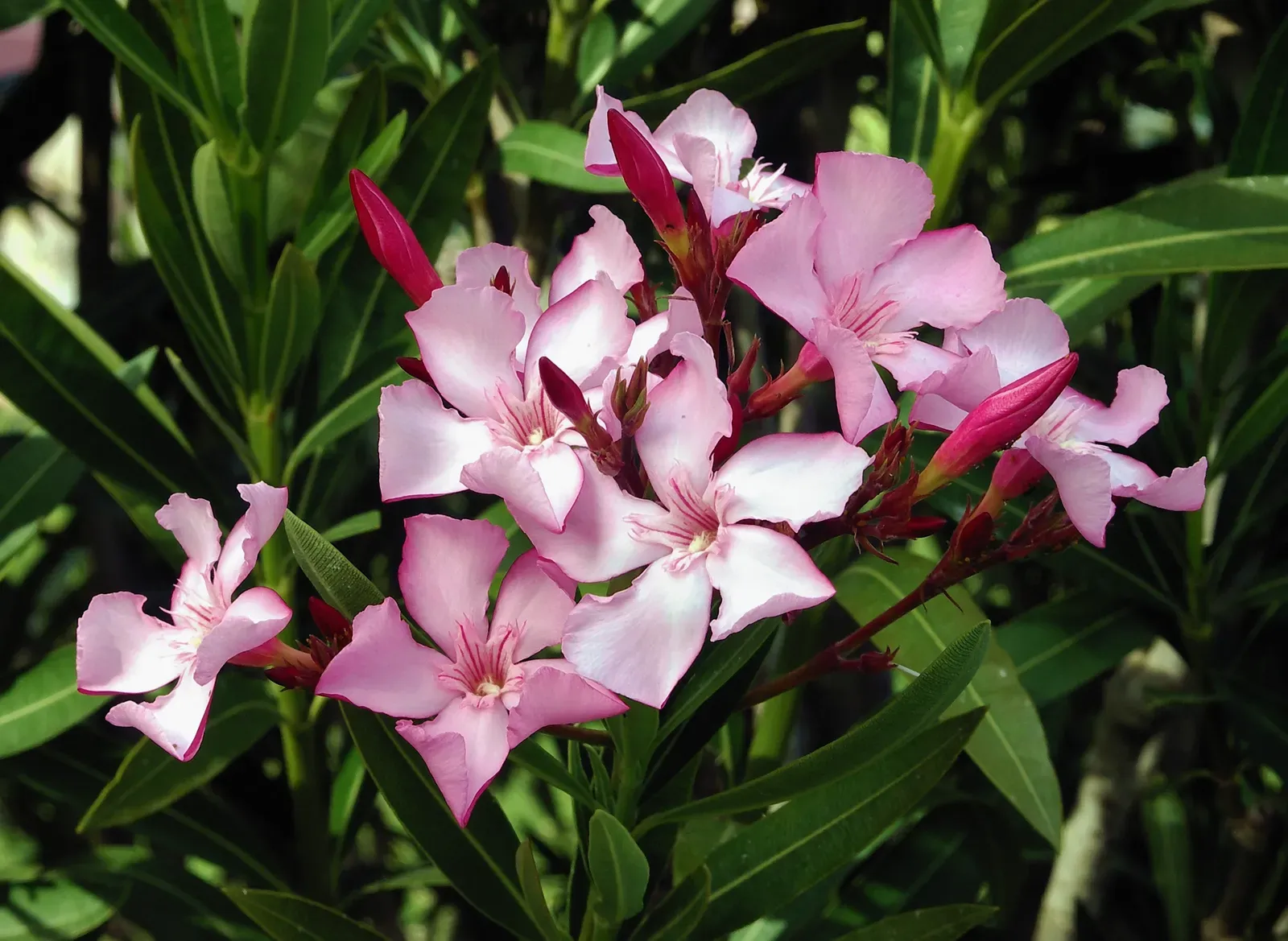 4. Oleander (Nerium oleander): A Common Ornamental With Cardiac Consequences (By Alvesgaspar, CC BY 2.5)