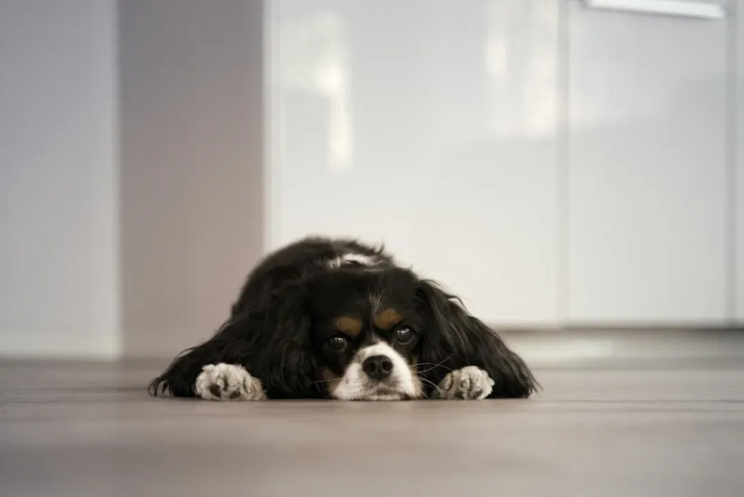 They May Have Learned That Trying Doesn't Work (Image Credits: Unsplash)