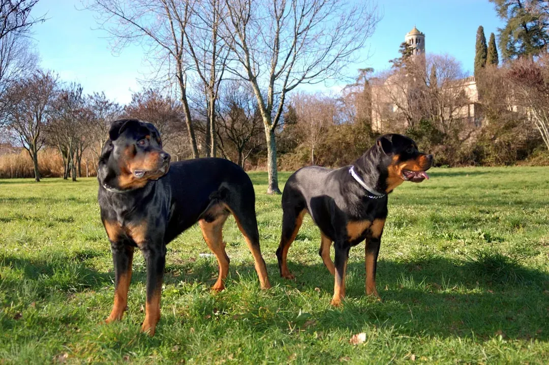 #2. Rottweiler (Image Credits: Unsplash)