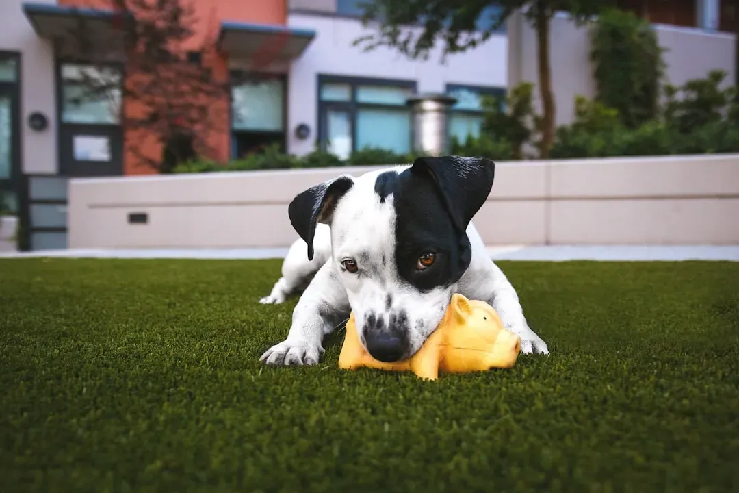 What Your Dog's Toy Relationship Reveals About Their Emotional Health (Image Credits: Unsplash)