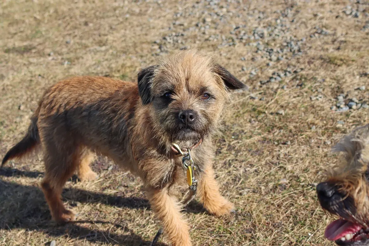 10. Border Terrier: The Toughest Small Dog You've Never Heard Enough About (Image Credits: Pixabay)