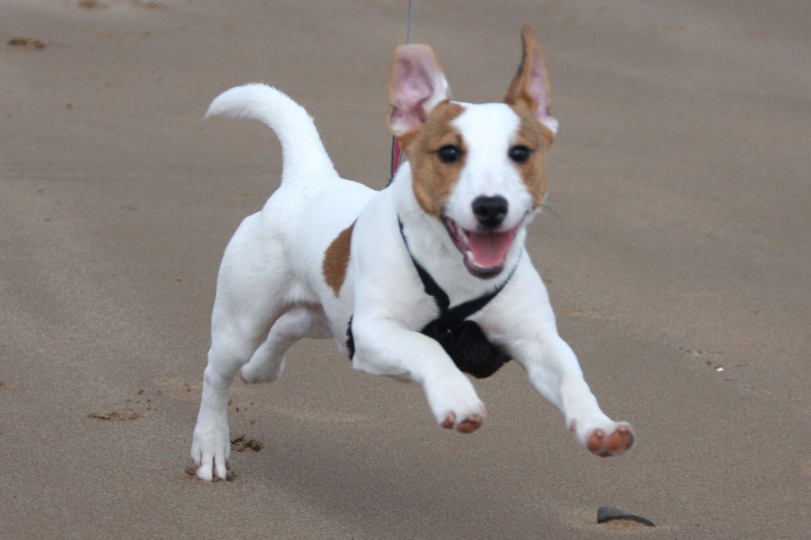 Aries: Jack Russell Terrier - Partners in Crime or Chaos (Image Credits: Wikimedia)