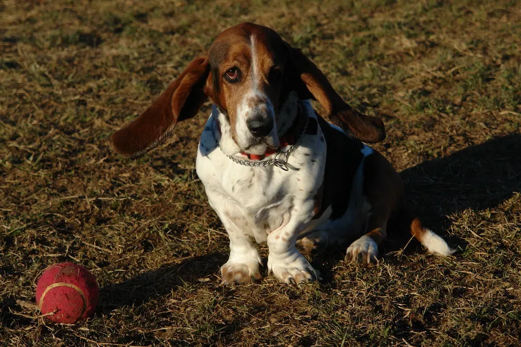 Basset Hounds: The Mournful Howlers (Image Credits: Flickr)