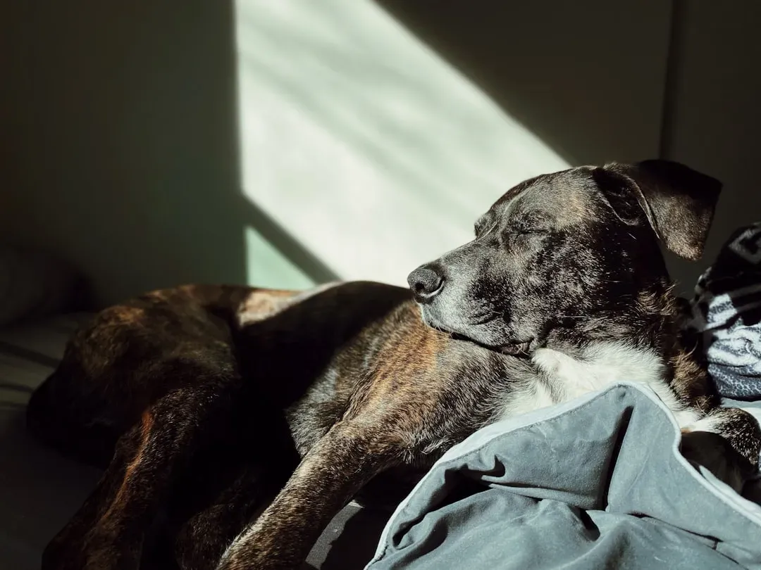1. The Slow, Sacred Morning Greeting (Image Credits: Unsplash)