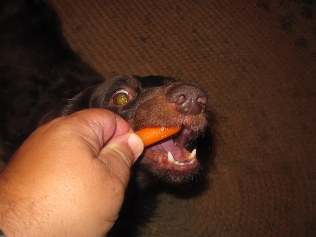 Conclusion: A Simple Treat with Big Benefits (Image Credits: Flickr)