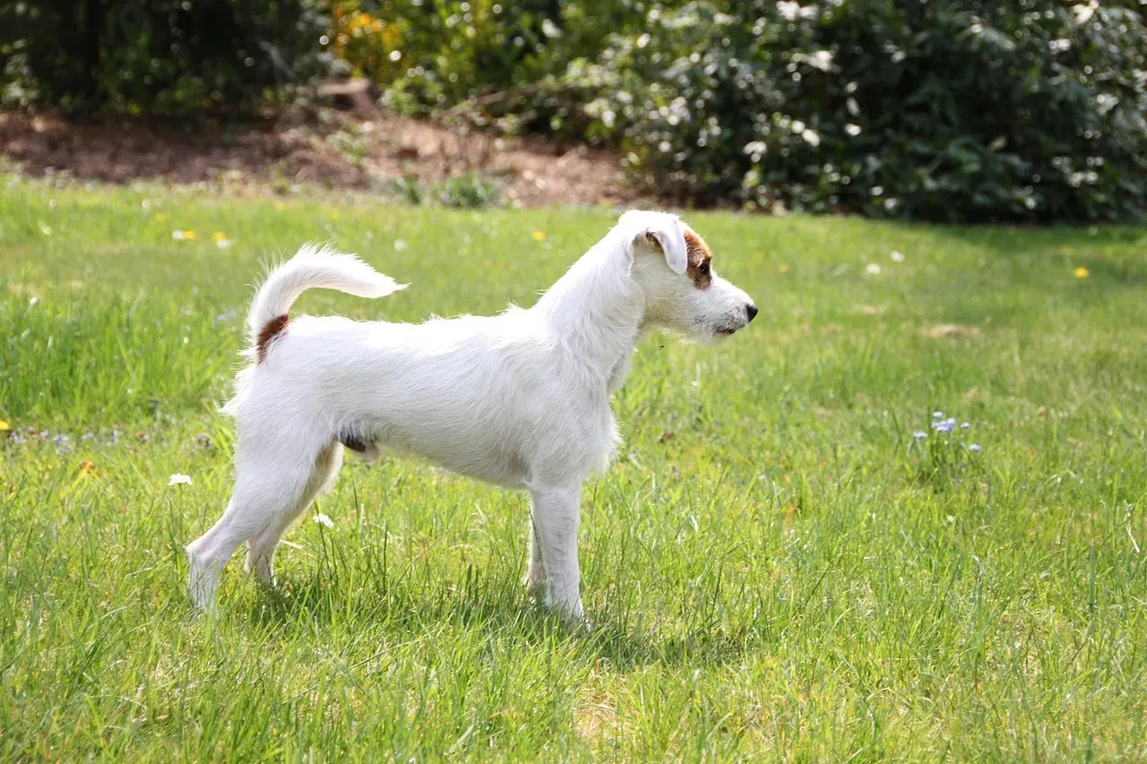 8 – Parson Russell Terrier (Image Credits: Pixabay)