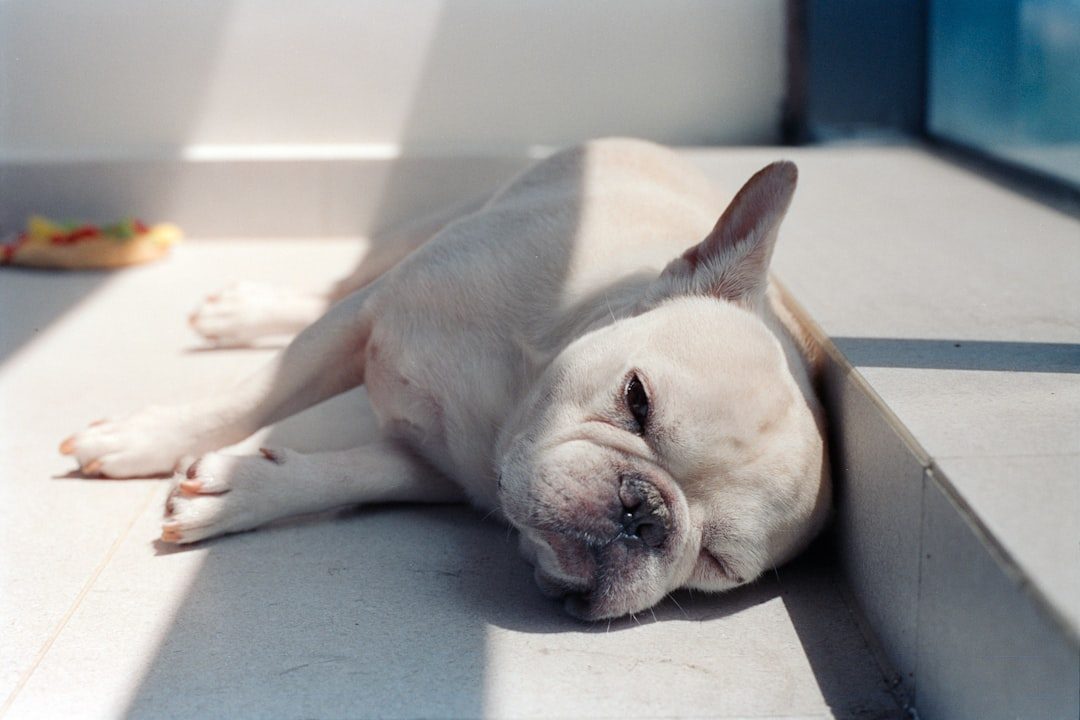 When They're Overstimulated (Image Credits: Unsplash)