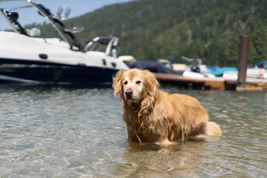 Coat Care and Health for Lake-Loving Goldens (Image Credits: Unsplash)
