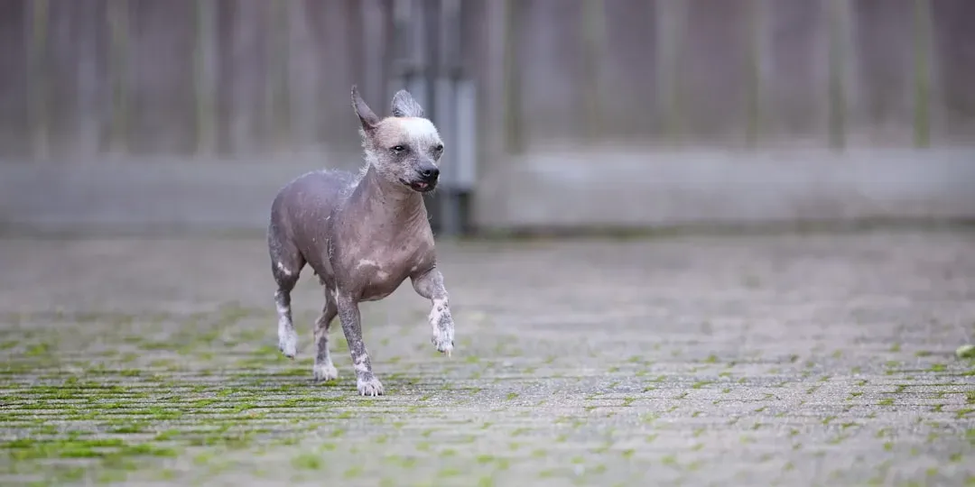 4. Chinese Crested – Almost Naked in a Polar Vortex (Image Credits: Unsplash)