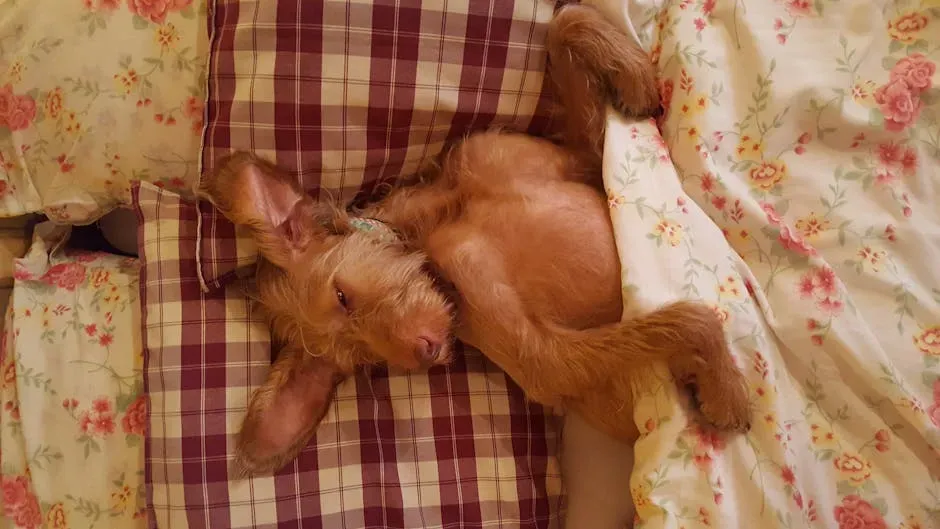 14. You Sleep Near Them or Allow Them in Your Space (Image Credits: Pexels)