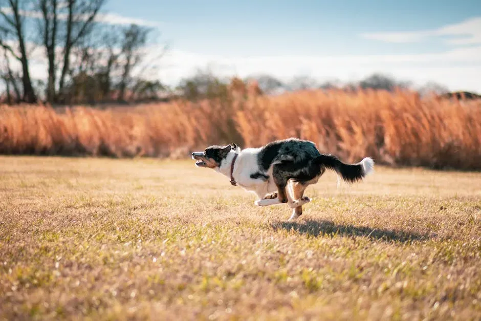 The Breed Factor: Why Some Dogs Zoom More Than Others (Image Credits: Pexels)