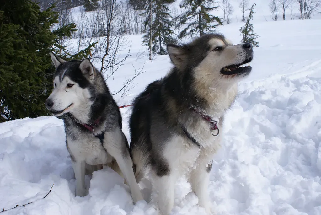 Who Is the Alaskan Husky, Really? (randihausken, Flickr, CC BY-SA 2.0)