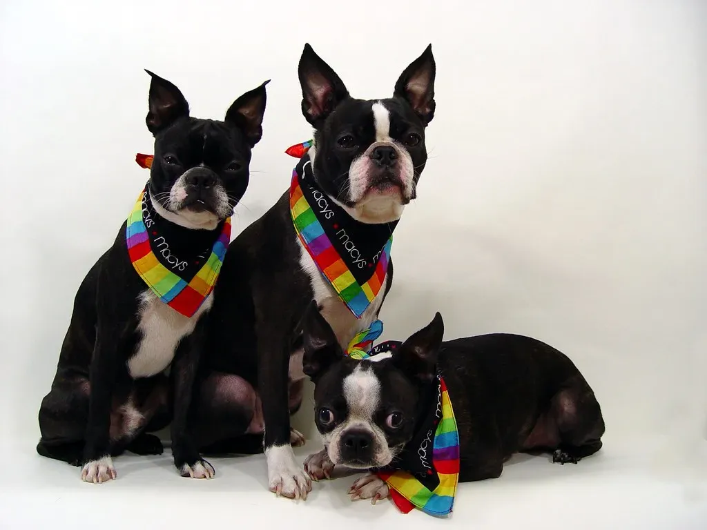 8. Boston Terrier – Social, but Often Tolerant of Routine Alone Time (JamesInOregon, Flickr, CC BY 2.0)