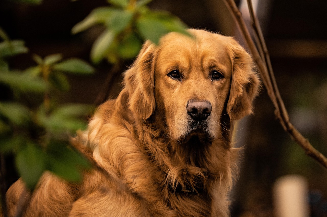 Golden Retrievers: The Ultimate Crowd Pleasers (Image Credits: Pixabay)