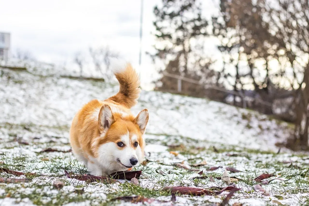 The Pembroke Welsh Corgi: Low-Rider Comedians (Image Credits: Pixabay)