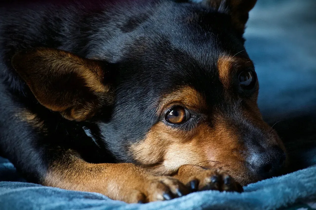 Why Certain Dogs Align with Pisces Energy (Image Credits: Pixabay)