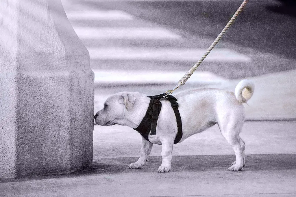 Finding a Balance: Sniffing Time vs. Walking Time (fourbyfourblazer, Flickr, CC BY 2.0)