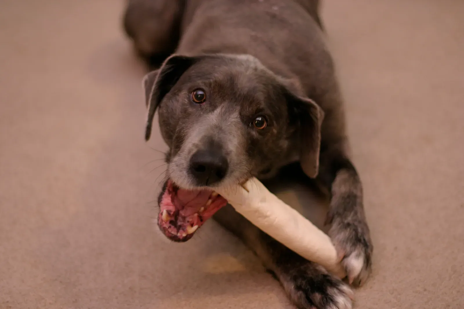 #7 Feeding Bones and Human Chews “To Clean Teeth Naturally” (originally posted to Flickr as Dreyfuss chews his bone, CC BY 2.0)