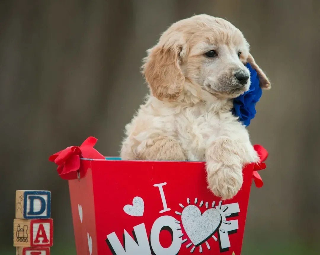 Golden Retriever (Image Credits: Unsplash)