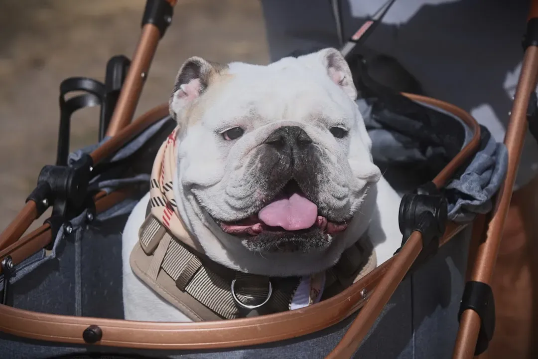 Taurus: The Comforting Bulldog (Image Credits: Unsplash)