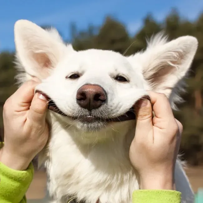 Conclusion: Your Dog Isn't Just a Pet. They're a Whole Person (Almost) (Image Credits: Pexels)