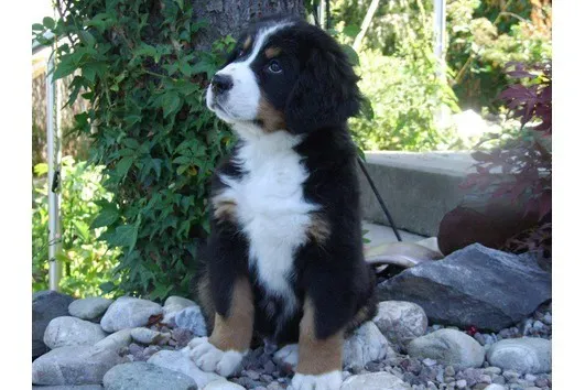 Bernese Mountain Dog (Image Credits: Wikimedia)