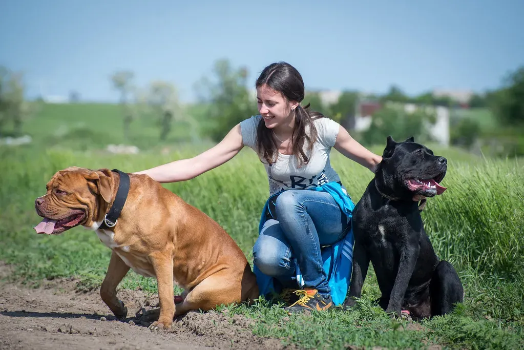 #3. Mastiff (Andrey Shkvarchuk, Flickr, CC BY-SA 2.0)