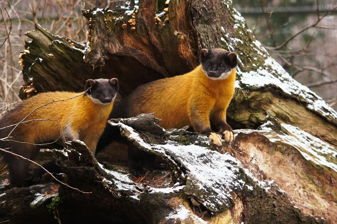Where American Martens Live and How Far They Roam (Image Credits: Pixabay)