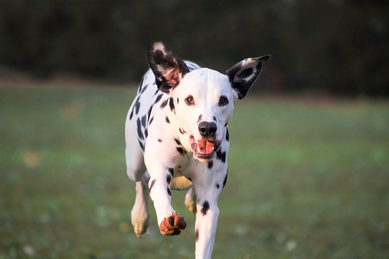 Dalmatian: The Spotted Sprinter (Image Credits: Pixabay)