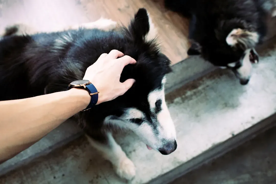 They Flinch or Pull Away When You Try to Pet Them (Image Credits: Unsplash)