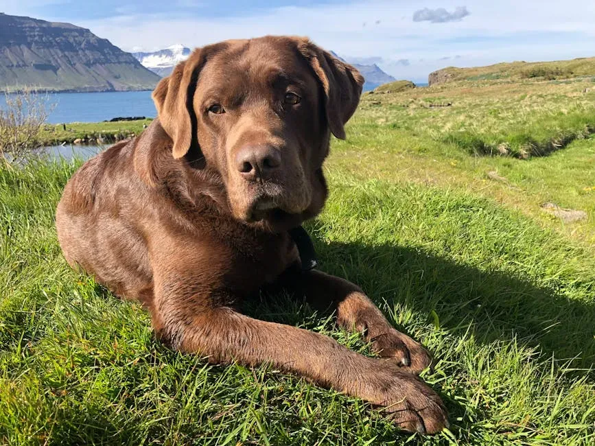 #5. Virgo and the Labrador Retriever: Perfectionism Meets Controlled Chaos (Image Credits: Pexels)