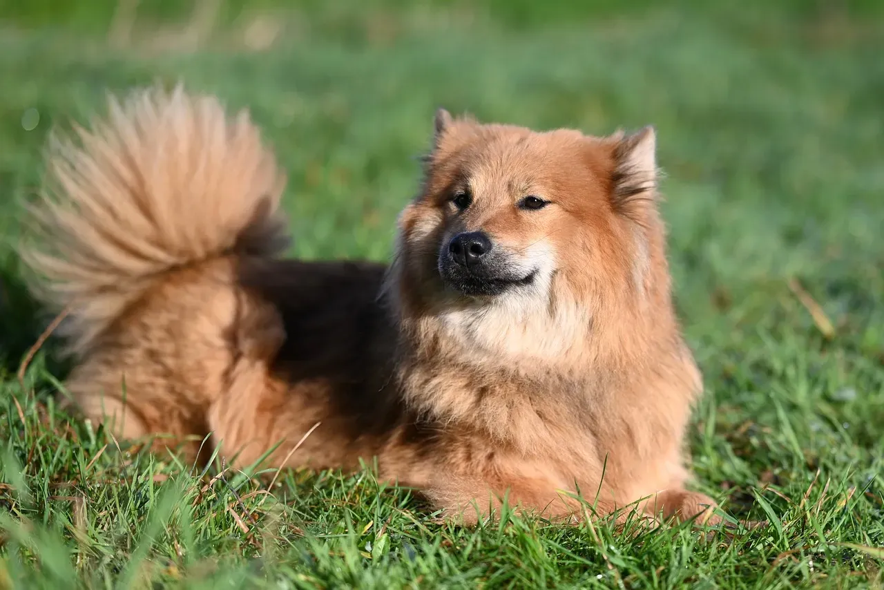 1. Their Tail Tells a Story of Pure Joy (Image Credits: Pixabay)