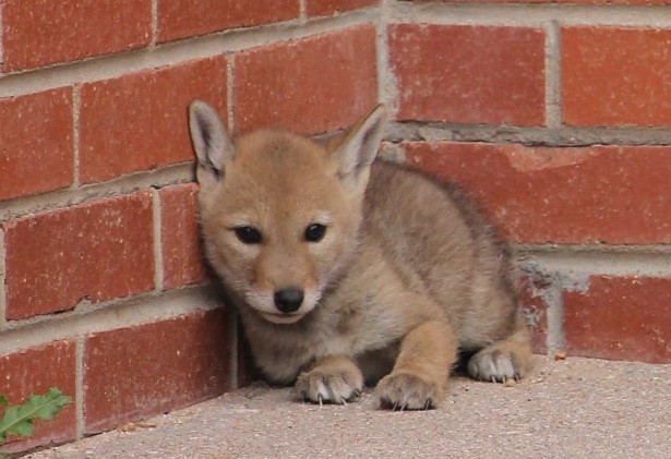 The Legal Reality Behind Coyote Ownership (Image Credits: Flickr)