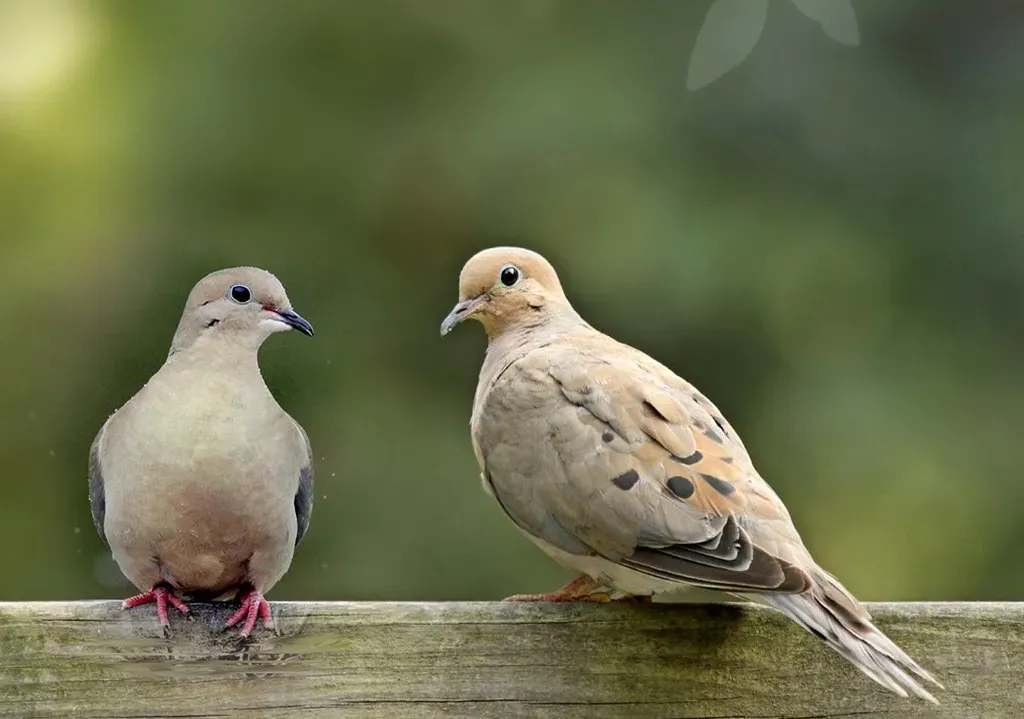 7. Mourning Dove: The Gentle Cooing Companion (Image Credits: Flickr)