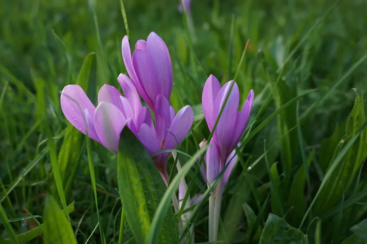 #3: Eliminate Toxic Plants Both Inside and Outside Your Home (Image Credits: Pixabay)
