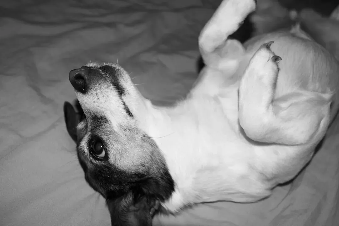 Conclusion: The Language Beneath the Belly (Image Credits: Unsplash)