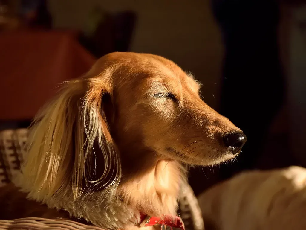 Virgo: The Dedicated Caretaker (35mmMan, Flickr, CC BY 2.0)