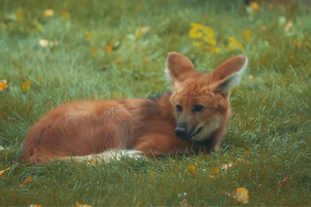 The Maned Wolf: The Eccentric Independent (Image Credits: Unsplash)