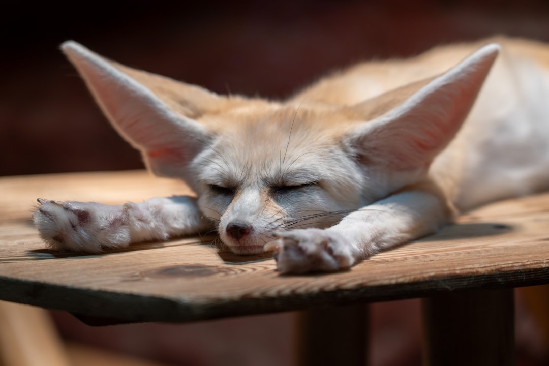 Fennec Foxes: The Desert Darling That Experts Prefer (Image Credits: Unsplash)