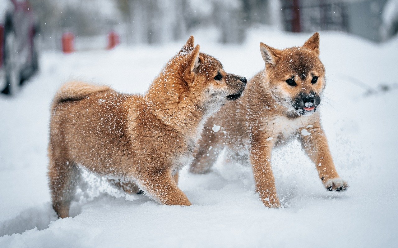 Shiba Inu - The Compact Snow Enthusiast (Image Credits: Pixabay)