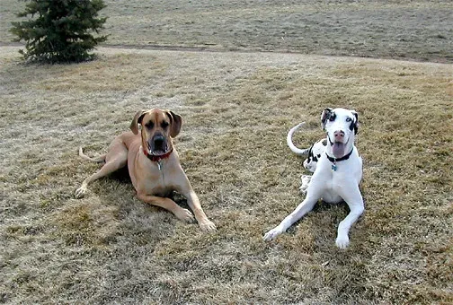 Routine and Enrichment: The Invisible Architecture of a Happy Dog Home (Laertes, Flickr, CC BY 2.0)