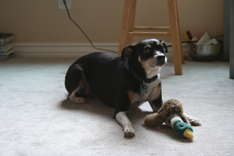 The Restless Body Language (Image Credits: Flickr)